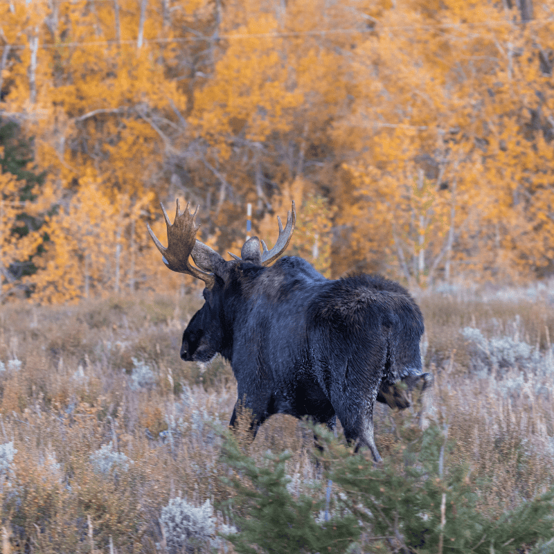 Moose in New Hampshire fall foliage