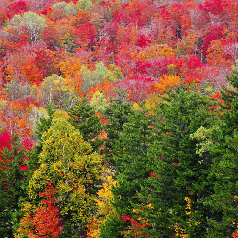 North Conway New Hampshire fall foliage