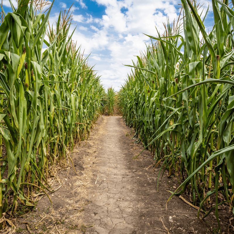 Corn Maze North Conway